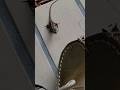 Lizard Striking and Eating Fly off My Shoe! #lizard #insects