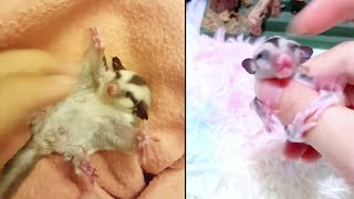 A Family Raised A Sugar Glider That Lost Its Mother