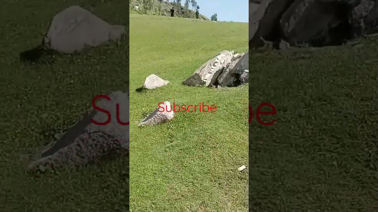 Best tourism spot in shangla Pakistan//Behtareen jagha sair o tafreeh k leye shangla Pakistan.