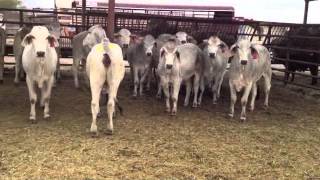 Cattle Auction Over View