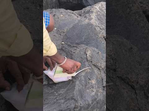 most dangerous fish in the sea #fishing #fishingvideo #feedshorts #tamilyoutube #youtube