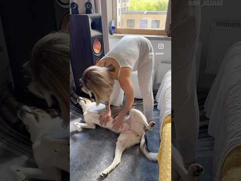 🐶Гвоздестояние с Джесси🐕 #гвоздестояние #утреннее #dogs #dogshorts #dog #practice #morning #yoga