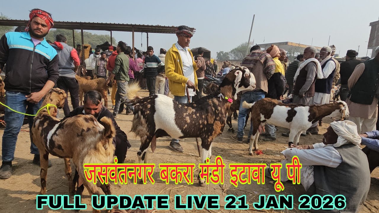 #live जसवंतनगर बकरा मंडी इटावा यू पी | LIVE UPDATE 21 JAN 2026 || चम्बल की बड़े फ्रेम की गाबिन बकरी