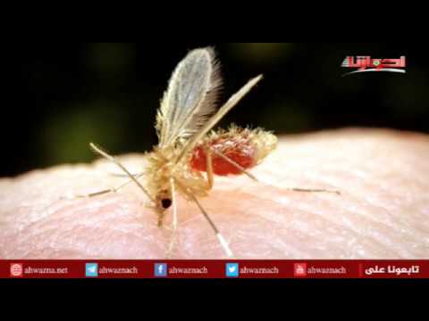 أحوازنا ذبابة الرمل اللشمانيا