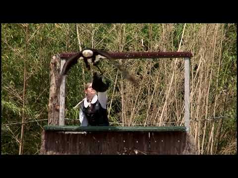 Hermann Hirt -