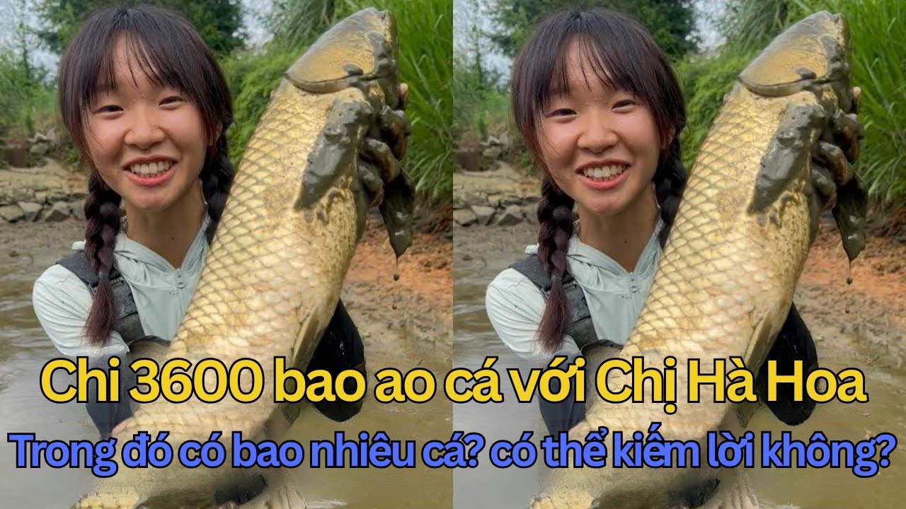 Chi 3600 Tệ Bao Ao Cá, Tưởng Lỗ Sấp Mặt Ai Ngờ 