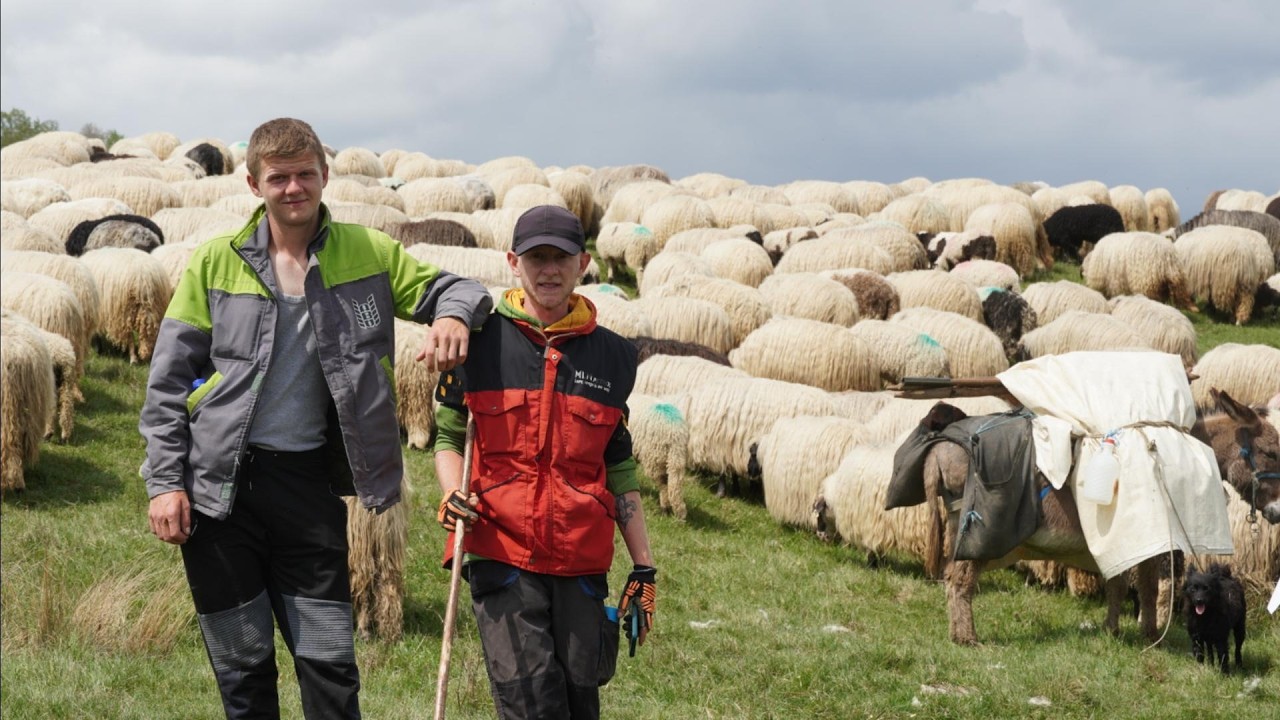 NAKON 5 GODINA NA ZAPADU   VRATIO SE U BOSNU ČUVATI OVCE