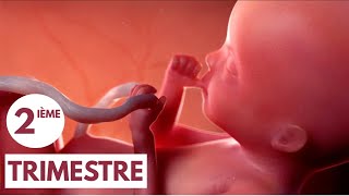 2ième Trimestre | Guide de Grossesse