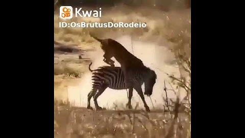 Luật Sinh tồn, Cuộc chiến giữa Ngựa vằn và Sư tử Lei da Sobrevivência-Luta entre zebra e Leoa #Short