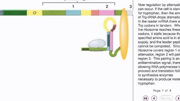Trp operon Attenuation Animation