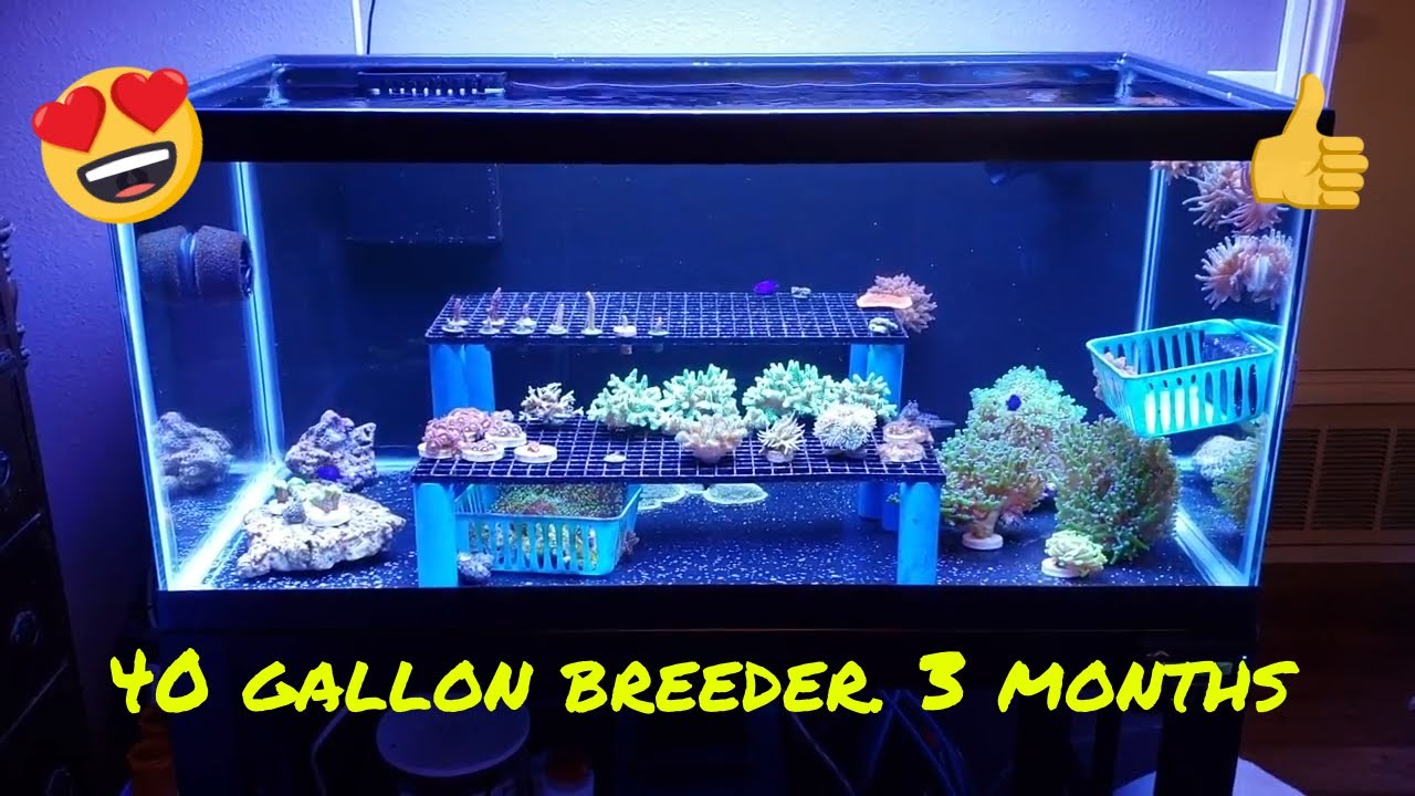 40 Gallon Breeder Frag tank 3 months in. YouTube