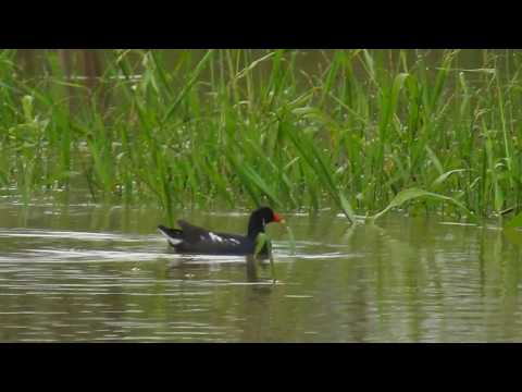 Common Gallinule /