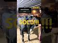 MASHALLAH! #cowvideos #viral #bull #sooricattlefarm #bullfarm