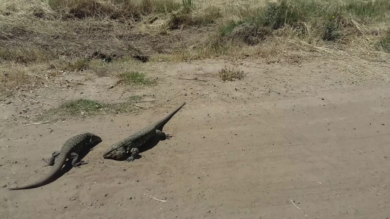 Pelea de lagartos overos