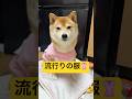 安定のピンク🩷#柴犬 #豆柴 #shibainu #犬 #犬のいる暮らし #shorts