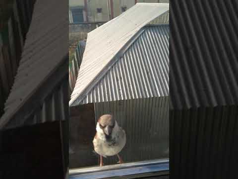 MR. Bird barking