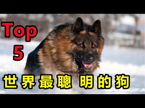 五種世界上最聰明的狗,智商甩哈士奇一條街,誰養誰幸福
