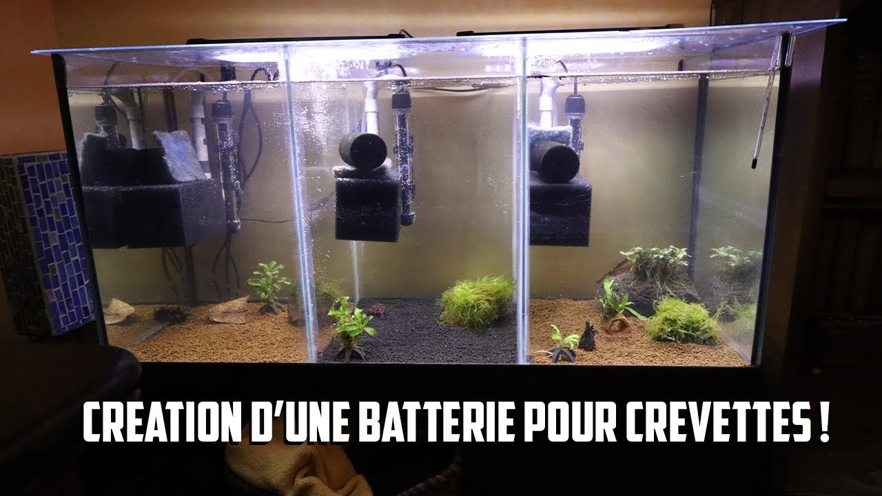 Création d'une batterie à crevette !