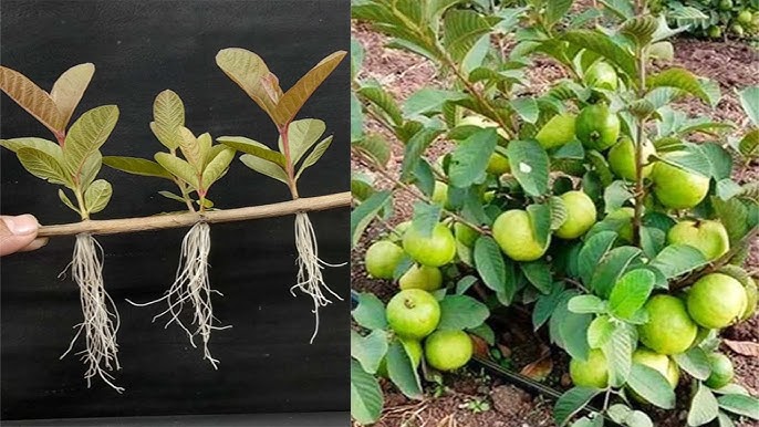 5 Ways To Master The Art Of Growing Guava Trees 2024