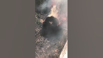 Cá lóc nướng rơm anh em ơi..,!