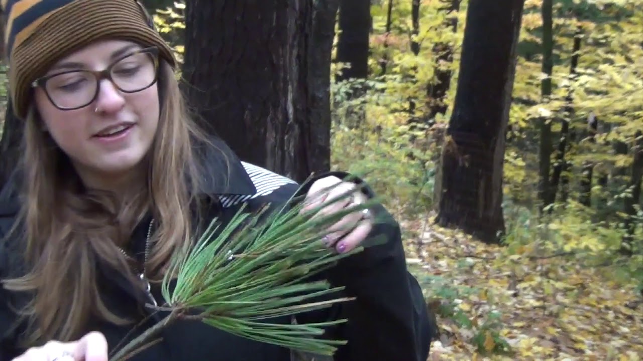 Basics of Forest Health Monitoring for Ages K - 5