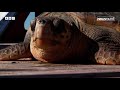Sniffer Dogs, Rescued Gorillas, and Turtle Rehab | Newsround