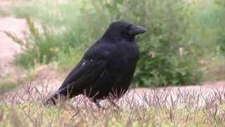 Carrion Crow