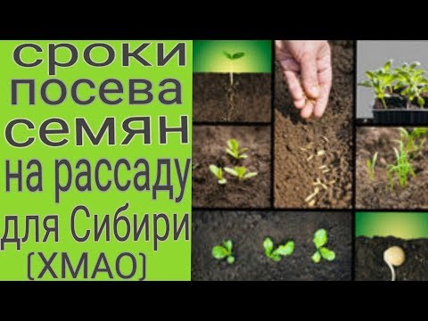 Мои сроки посева семян оощных и цветочных культур на рассаду для Сибири (ХМАО)