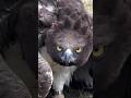 King of African sky hunter : Martial eagle #facts #hunters #birds #documentary ##martialeagle #eagle