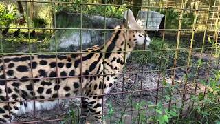 Q & A with Brittany at Big Cat Rescue 09172018 Part 2