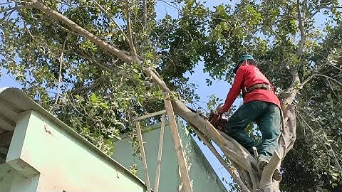 Cưa cây xanh gần nhà .Cưa  trúng đá với sắt .Cưa cây kỹ thuật cao