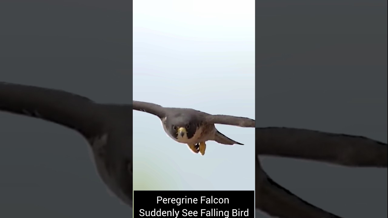 peregrine falcon suddenly see the falling bird 