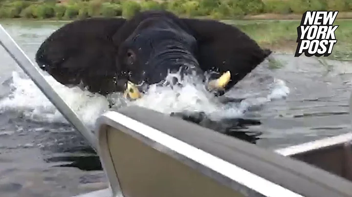 Enraged elephant charges at boat full of tourists