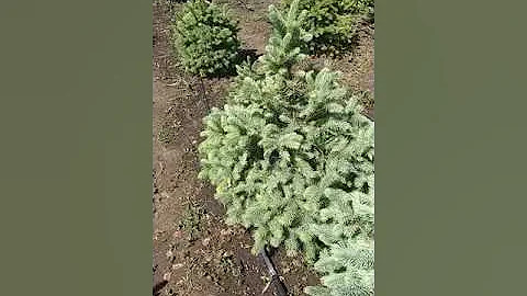 На ели сохнет и обсыпается хвоя