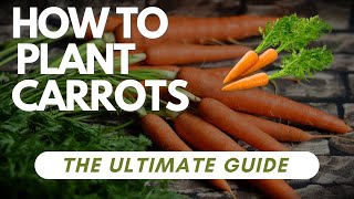 How To Plant Carrots: A StepbyStep Guide for Beginners