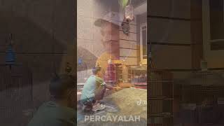 pemain burung pura pura tidak punya uang padahal di dalam sangkar ada ATM blom keluar 🤭 #kicaumania