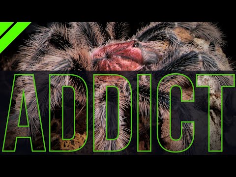 Addicted To Tarantulas