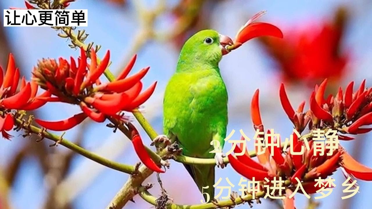 Watch 睡眠音乐 2023（12）助眠，催眠 ，失眠|缓解压力安静舒适 伴您入睡的音乐 on YouTube