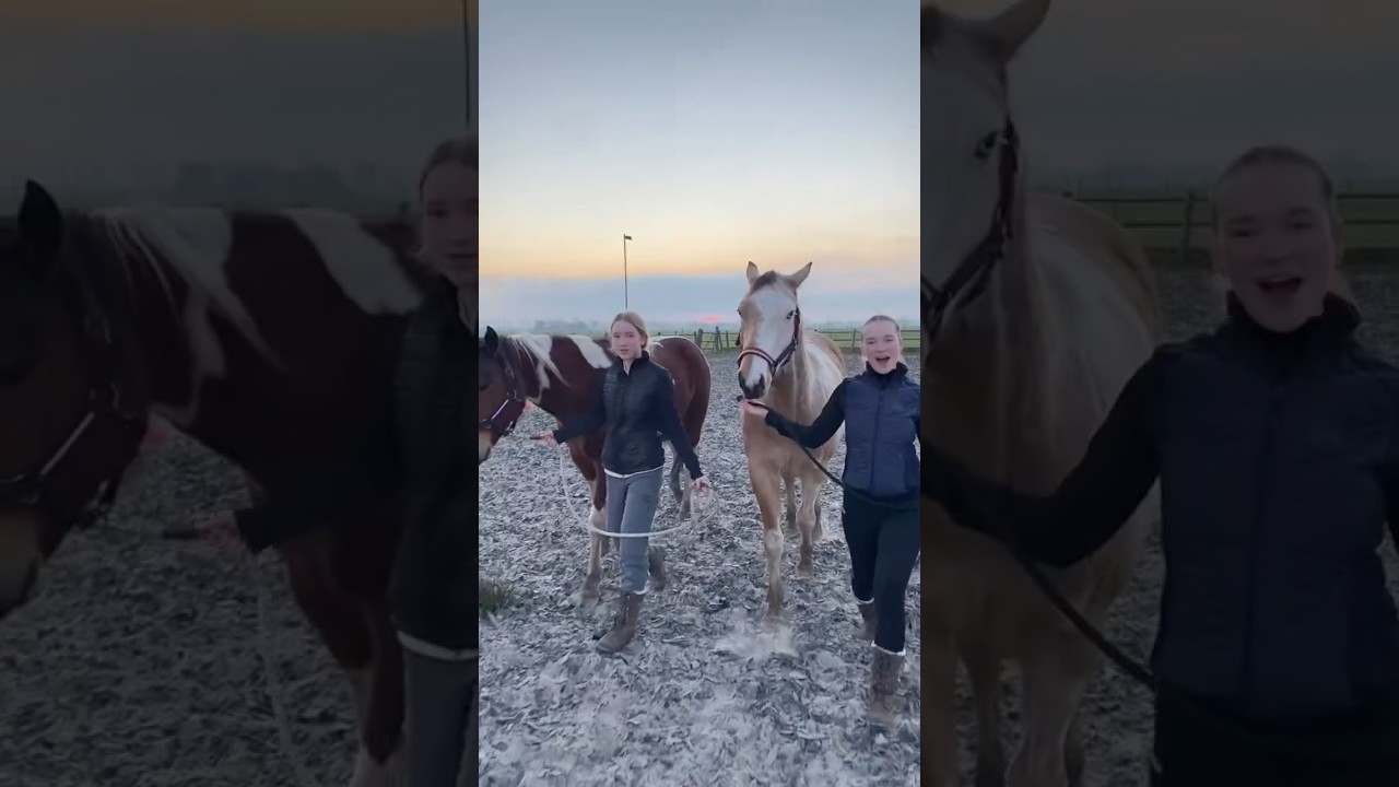 Dracula #horses #equestrian