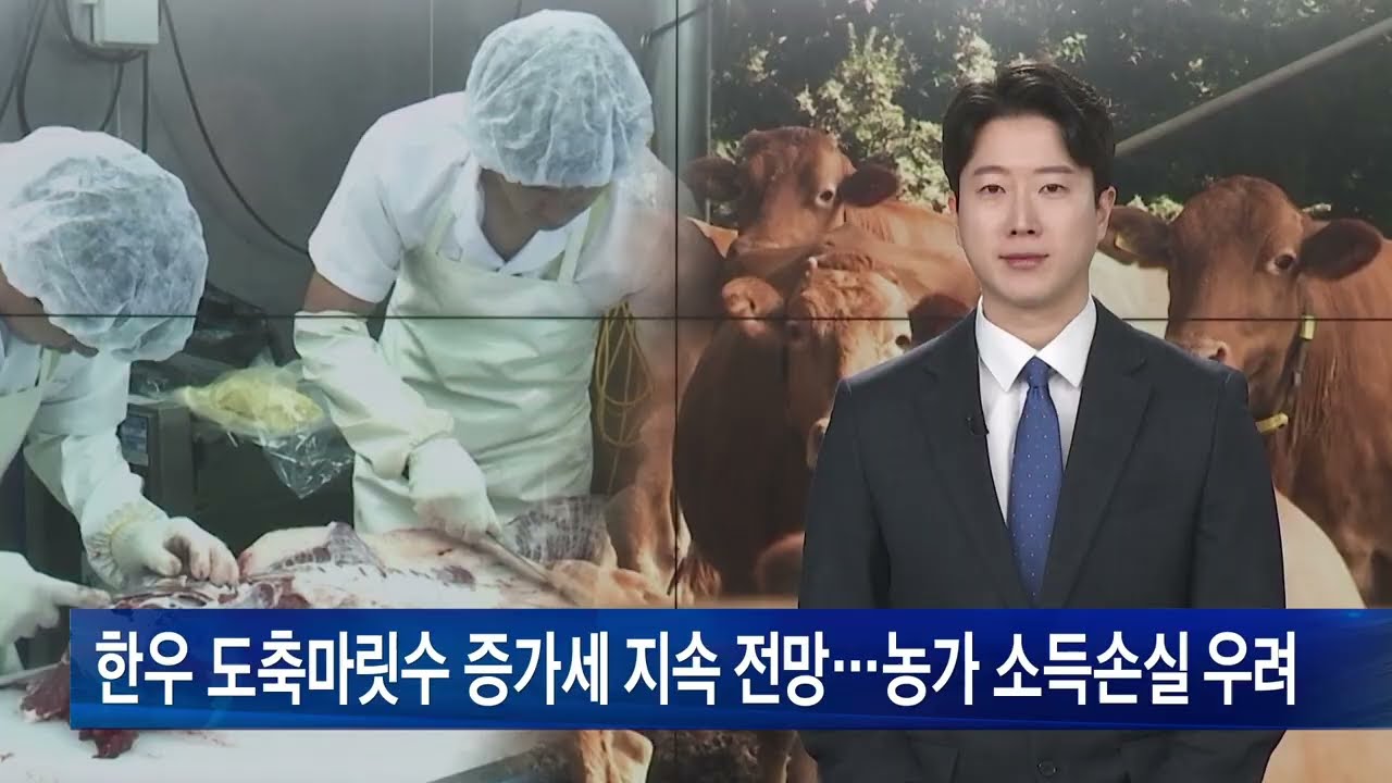 한우 도축마릿수 증가세 지속 전망…농가 소득손실 우려