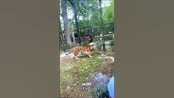 Người phụ nữ suýt bị hổ cắn trong sở thú #shorts