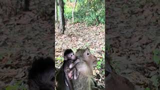 Oh A Tinny Newborn Plying On Head Of Mom Monkey