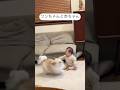 【可愛すぎる】じゃれあいがたまらんワンちゃんと赤ちゃん #baby #いぬ #犬