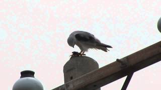1030204 MVI 4590 黑翅鳶吃午餐