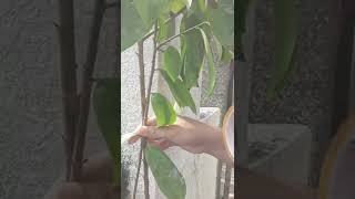 Celebrity Inarching plants method (guyabano ) performance task in EPP PG-VI Profile