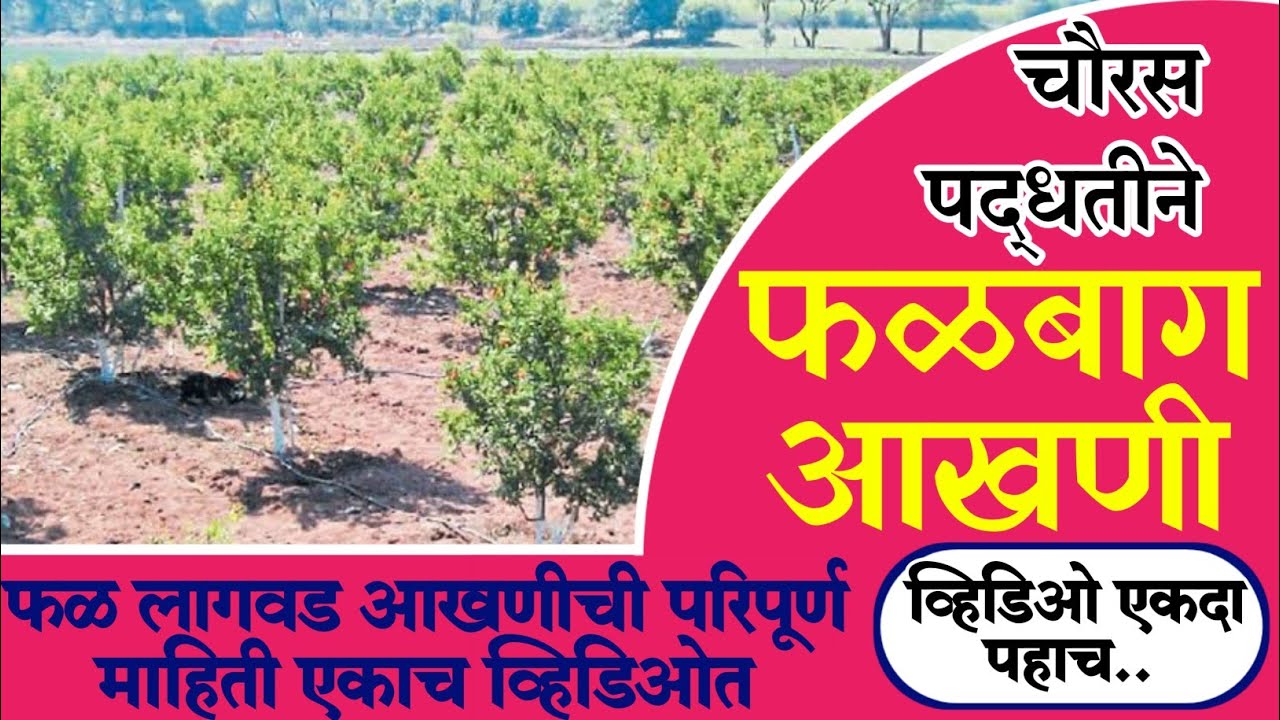 चौरस पद्धतीने फळबाग आखणी | फळबाग लागवड माहिती | फळबाग आखणी | फळबाग लागवड पद्धत | फळबाग लागवड अंतर