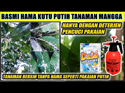 Video: Getah Tetesan Daun Pohon: Informasi Tentang Perawatan Kutu Pohon