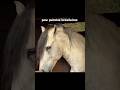 POV: PÉROLAS BRASILEIRAS #Brasileiros #memesengraçados #humor #foryou #viral