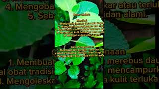 Selain Untuk Bumbu Banyak Lagi Kegunaanya