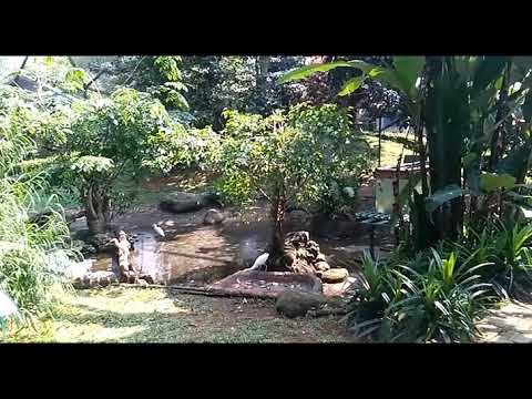 Alam Taman Burung 